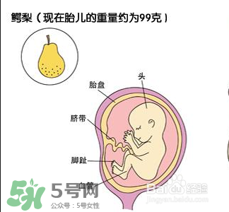 懷孕四個(gè)月需要做什么檢查？懷孕四個(gè)月胎兒圖
