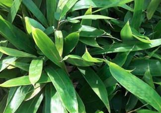粽葉是什么植物的葉子？粽子葉是什么葉子？