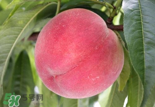 桃子的種類(lèi)有哪些？哪種桃子最好吃？