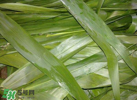 蘆葦葉包粽子之前要煮嗎？蘆葦葉煮多久？
