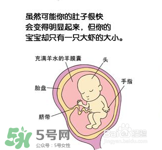 懷孕四個(gè)月需要做什么檢查？懷孕四個(gè)月胎兒圖