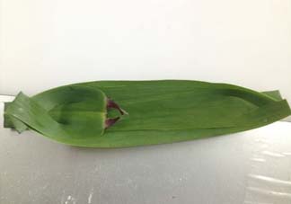 蘆葦葉怎么保存？蘆葦葉可以放冰箱嗎？
