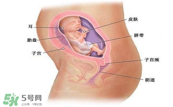 懷孕四個(gè)月需要做什么檢查？懷孕四個(gè)月胎兒圖