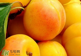 黃桃是杏子嗎？黃桃和杏子的區(qū)別