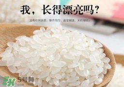 大米可以包粽子嗎？包粽子大米要泡多久？