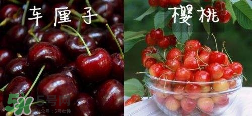 櫻桃和車?yán)遄佑惺裁磪^(qū)別？櫻桃和車?yán)遄幽膫€貴？