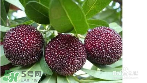 楊梅怎么吃好吃？楊梅怎么吃不酸？