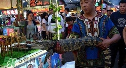 鱷魚肉價格多少錢一斤？吃鱷魚犯法嗎？