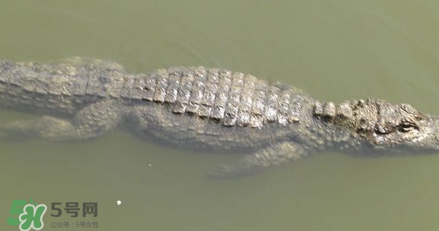 鱷魚是魚嗎？鱷魚是浮在水面上嗎？