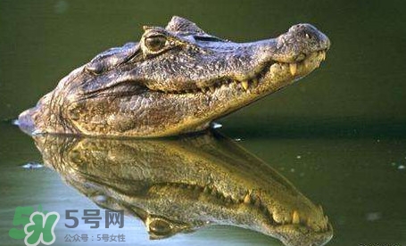 鱷魚是魚嗎？鱷魚是浮在水面上嗎？