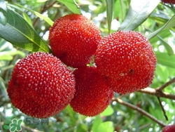 楊梅吃多了會(huì)上火嗎？楊梅吃多了會(huì)胖嗎？