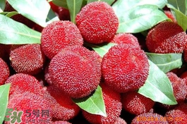 楊梅吃多了會(huì)上火嗎？楊梅吃多了會(huì)胖嗎？