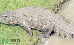 鱷魚是魚嗎？鱷魚是浮在水面上嗎？
