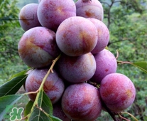三華李可以和香蕉一起吃嗎？香蕉能和三華李一起吃嗎