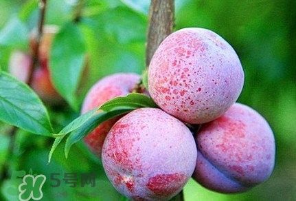 三華李種哪個(gè)品種好？三華李有多少個(gè)品種