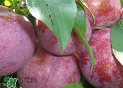 雙華李怎么吃不酸？雙華李不能和什么一起吃？