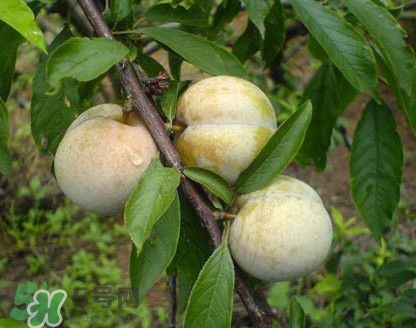 南華李什么時候成熟？南華李和三華李的區(qū)別