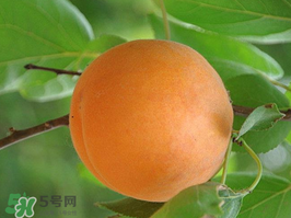 杏子不能和什么一起吃？杏子和什么不能同吃？