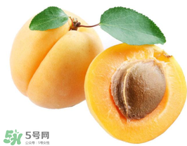 杏子幾月成熟？杏子什么時候成熟？