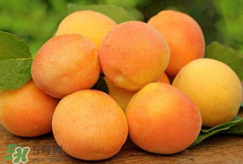 杏子一天吃幾個(gè)？杏子一次可以吃多少？