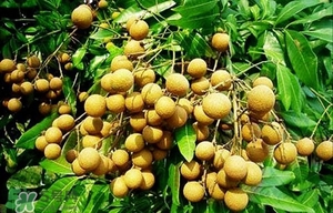 龍眼能放多久？龍眼能空腹吃嗎？