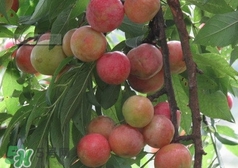 三華李種哪個(gè)品種好？三華李有多少個(gè)品種