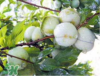 南華李什么時候成熟？南華李和三華李的區(qū)別