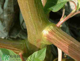 莧菜桿能吃嗎？莧菜桿子可以吃嗎？