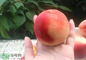 毛桃怎么保存？毛桃可以放冰箱？