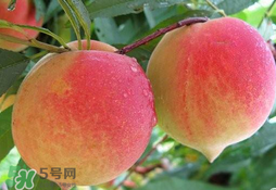 毛桃的皮能吃嗎？毛桃皮可以吃嗎？