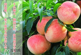 毛桃和西瓜能一起吃嗎？毛桃和西瓜能同時(shí)吃嗎？