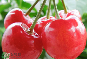 杏和櫻桃能一起吃嗎?杏能和櫻桃一起吃嗎？