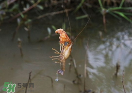 釣龍蝦用什么肉？釣龍蝦用什么肉是最厲害的？