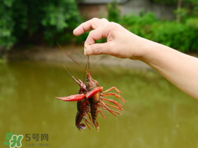 釣龍蝦用什么肉？釣龍蝦用什么肉是最厲害的？