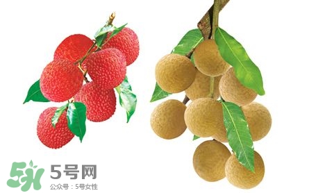 荔枝和龍眼有什么區(qū)別？荔枝和龍眼可以一起吃嗎