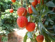 荔枝和龍眼哪個更上火？荔枝和龍眼味道差不多