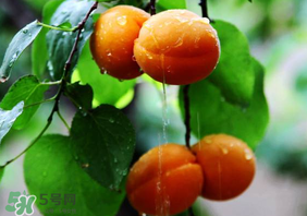 杏子怎么保存？長(zhǎng)杏子怎么保存時(shí)間長(zhǎng)？