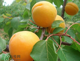 新鮮杏子可以放冰箱嗎？新鮮杏子怎么保存？