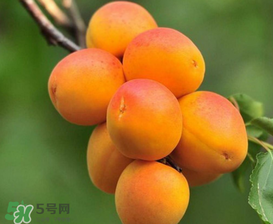 新鮮杏子可以放冰箱嗎？新鮮杏子怎么保存？