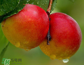 新鮮杏子怎么吃？新鮮杏子孕婦能吃嗎？