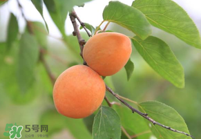 黃杏孕婦可以吃嗎？孕婦可以吃黃杏嗎？
