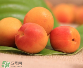 杏子可以空腹吃嗎？空腹能吃杏子嗎？