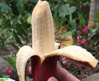 紅香蕉好吃嗎？紅香蕉味道怎么樣？