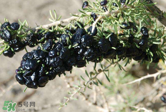 黑枸杞真假怎么辨別？黑枸杞真假辨別的方法