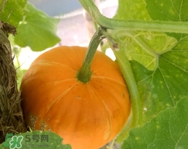太陽果多少錢一斤？太陽果的價格