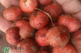 野地瓜賣多少錢一斤？野地瓜的功效與作用