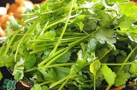 香菜是什么菜？香菜是陽(yáng)痿草嗎？