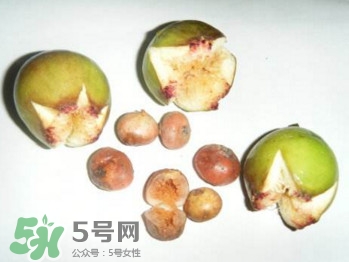 野地瓜滕熬水吃能治療什么?。恳暗毓显趺闯?></p><h3>如何挑選野地瓜</h3><p>落葉性匍匐地上的木質(zhì)藤本，有白色乳汁；莖棕褐色，節(jié)略膨大，生有多數(shù)不定根。葉互生，厚紙質(zhì)，卵狀橢圓形或倒卵形，長1、6-6厘米，寬1-4厘米，先端鈍尖，基部近圓形或稍不對稱，邊緣有波狀齒，具3出脈，側(cè)脈3-4對，上面綠色，疏生短刺毛，下面淡綠色，沿脈波短毛；葉柄長1-2厘米。</p> </div>
<div align=