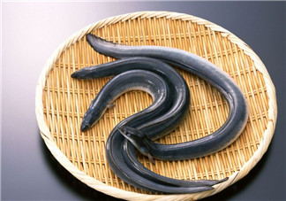 釣黃鱔用什么餌料？用什么釣黃鱔最好？
