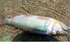 馬口魚怎么吃？馬口魚怎么做好吃？